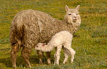Alpaca Mother suckling Baby {Lama pacos} Andes. Ecuador.
