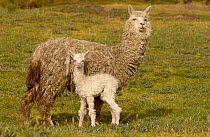 Alpaca Mother and Baby {Lama pacos} Andes. Ecuador.
