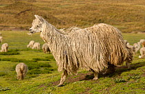 Alpaca Suri  - a long haired breed of alpaca {Lama pacos} Andes, Ecuador