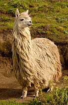Alpaca Suri - a long haired breed of alpaca {Lama pacos}  Andes, Ecuador