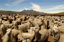 Alpaca herd {Lama pacos} base of Cotopaxi Volcano, Andes, Ecuador