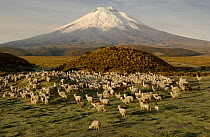 Cotopaxi Volcano (5897 meters) and herd of Alpacas (Lama pacos), Highest active volcano in the world, surrounded by Paramo Habitat, Cotopaxi NP, Andes, Ecuador