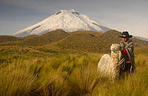 Cotopaxi Volcano (5897 meters) and Indian boy with long haired Suri Alpaca (Lama pacos) Highest active volcano in the world, surrounded by Paramo Habitat, Cotopaxi NP, Andes, Ecuador
