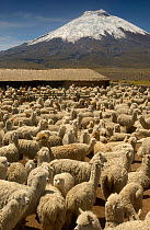 Cotopaxi Volcano (5897 meters) and herd of Alpacas (Lama pacos), Highest active volcano in the world, surrounded by Paramo Habitat, Cotopaxi National Park, Andes, Ecuador