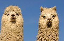 Two Alpacas {Lama pacos} head portraits, Andes. Ecuador.