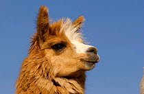 Alpaca {Lama pacos} head portrait, Andes. Ecuador.