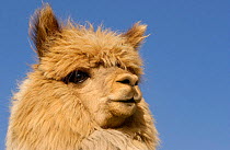 Alpaca {Lama pacos} head portrait, Andes. Ecuador.