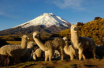 Cotopaxi Volcano (5897 meters) and herd of Alpacas (Lama pacos) Highest active volcano in the world, surrounded by Paramo Habitat, Cotopaxi National Park, Andes, Ecuador