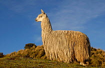 Alpaca Suri, a long haired variety of alpaca {Lama pacos} Andes, Ecuador