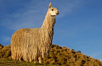 Alpaca Suri, a long haired variety of alpaca {Lama pacos} Andes, Ecuador