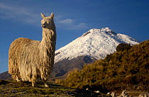 Alpaca Suri, a long haired variety of alpaca {Lama pacos} Cotopaxi volcano, Andes, Ecuador