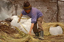 Ice Collector - Baltazar Ushca Tenesaca, Ancient tradition in Chimborazo where 'Hieleros' (ice collectors) gather chunks of glacial ice from the slopes of Chimborazo Volcano to bring by mule, wrapped...