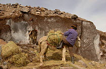 Ice Collector - Baltazar Ushca Tenesaca, Ancient tradition in Chimborazo where 'Hieleros' (ice collectors) gather chunks of glacial ice from the slopes of Chimborazo Volcano to bring by donkey(wrapped...