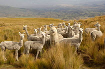 Alpacas {Lama pacos} on the Paramo after shearing, Casa Condor, San Pablo Community, Pulingui, base of Chimborazo Volcano, Andes, Ecuador