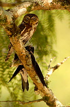 Pacific Pygmy-owl {Glaucidium peruanum} with Blue and White Swallow prey {Notiochelidon murina} Zaruma, Ecuador