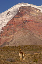 Vicuña {Lama vicugna} with Chimborazo Volcano behind, Chimborazo Reserve, Andes, Ecuaor. Re-introduced 270 animals in 1988 and by 2003 there were 2800