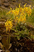 Sangay Orchid {Odontoglossum pardinum} Sangay NP, Andes, Ecuador