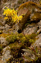 Sangay Orchid {Odontoglossum pardinum} Sangay NP, Andes, Ecuador