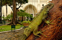 Common Green Iguana {Iguana iguana} living wild in Parque Seminario, Guayaquil, Ecuador. 2005