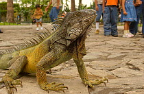 Common Green Iguana {Iguana iguana} living wild in Parque Seminario, Guayaquil, Ecuador. 2005