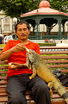 Common Green Iguana {Iguana iguana} being fed banana, living wild in Parque Seminario, Guayaquil, Ecuador. 2005