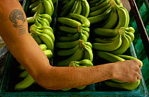 Banana packer for Bonita Bananas, nr Quevedo, Ecuador