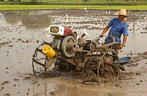Manuel Adrian 'ploughing' his rice paddy, near Daule Coast, Ecuador.  2005