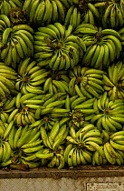 Plantain Bananas for sale, Ecuador