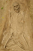4000 year old Valdivian Skeleton, Ancient culture along Ecuadorian Coast, Valdivia, nr San Pedro, Ecuador.