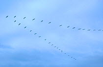 Brown Pelicans {Pelecanus occidentalis} flying in V-formation, Ecuador