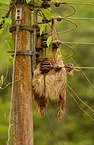 Hoffmann's Two-toed Sloth {Choloepus hoffmanni} electrocuted on power lines, Esmeraldas Province, Ecuador.