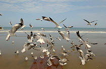 Gulls and Terns flocking on beach, Gray / Grey-hooded Gull {Larus cirrocephalus} Laughing Gull {Larus atricilla} Sandwich Tern {Sterna sandvicensis}and Elegant Tern {Sterna elegans} San Pablo Beach, G...