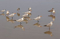 Royal Terns {Thalasseus maximus} and Gray / Grey-hooded Gulls {Larus cirrocephalus} San Pablo Beach, Guayas, Ecuador