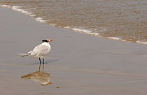 Royal Tern {Thalasseus maximus} San Pablo Beach, Guayas, Ecuador
