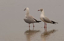 Grey / Gray-headed Gulls {Chroicocephalus cirrocephalus} San Pablo Beach, Guayas, Ecuador.