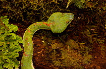 Eyelash palm-pitviper (Bothrops / Bothriechis schlegelii) on branch. Esmeraldas, ECUADOR.