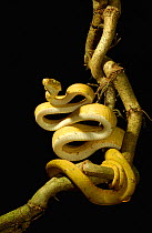 Amazon / Common tree boa (Corallus hortulanus)  Yasuni NP, Ecuador.