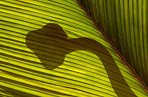Eyelash palm pitviper (Bothrops / Bothriechis schlegelii) silhouetted behind palm leaf. Esmeraldas, Ecuador.