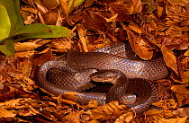 Mussurana snake (Clelia clelia) Amazon rainforest.  Ecuador