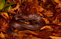 Mussurana snake (Clelia clelia) Amazon rainforest.  Ecuador