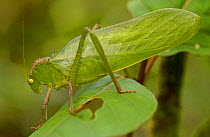 Giant narrow-winged leaf katydid (Steirodon sp) Mindo Cloud Forest, Andes, Ecuador