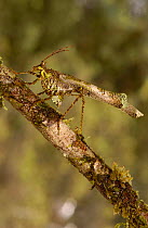 Lichen mimic katydid (Tettigoniidae) Mindo Cloud forest. Ecuador