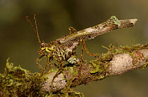 Lichen mimic katydid (Tettigoniidae) Mindo Cloud forest. Ecuador