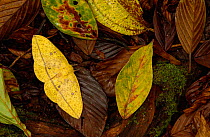 Imperial moth (Eacles sp) camouflaged in leaf litter,  Mindo Cloud forest. Ecuador