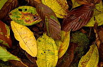Imperial moth (Eacles sp) camouflaged in leaf litter,  Mindo Cloud forest. Ecuador