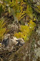 Harpy eagle chick, 5month-old, stretching wings (Harpia harpyja) on nest in crux of emergent Kapok tree.   Aguarico river drainage system. Amazon Rainforest, Ecuador. Critically endangered species