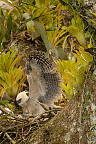 Harpy eagle chick, 5month-old, stretching wings (Harpia harpyja) on nest in crux of emergent Kapok tree.  Aguarico river drainage system. Amazon Rainforest, Ecuador. Critically endangered species