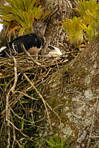 Harpy eagle and 5-month-old chick (Harpia harpyja) Aguarico river drainage system. Amazon Rainforest, Ecuador. Critically endangered species