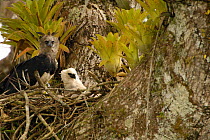 Harpy eagle and 5-month- old chick (Harpia harpyja)  Aguarico river drainage system. Amazon Rainforest, Ecuador. Critically endangered species
