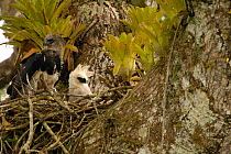 Harpy eagle and 5-month-old chick (Harpia harpyja)  Aguarico river drainage system. Amazon Rainforest, Ecuador. Critically endangered